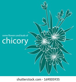 some flowers and buds of chicory on turquoise background