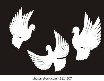 Some flying pigeons with the straightened wings separately from a background