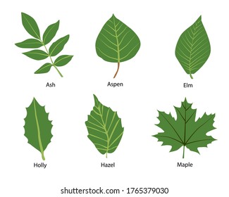 Some kind of leaf such as ash aspen elm hazel holly larch maple