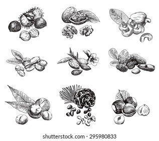 Some kinds of nuts. set of nine vector sketches
