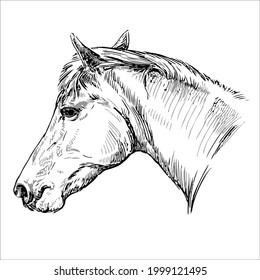 Some line art pictures of horses for color