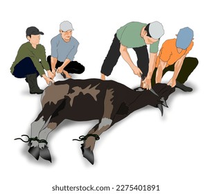 some men are slaughtering sacrificial cows with white background