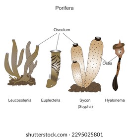 Einige Poriferas, Leucosolenie, Euplectella Tiefseegarnschwamm, venöse Blumenkorb, Sycon oder Scypha, Hyanolema , Glasrope Schwamm, Vektorgrafik.