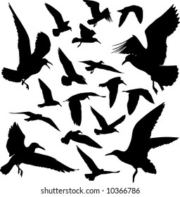 Some silhouettes of seagulls flying