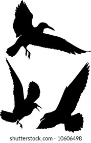 Some silhouettes of seagulls flying