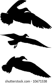 Some silhouettes of seagulls flying