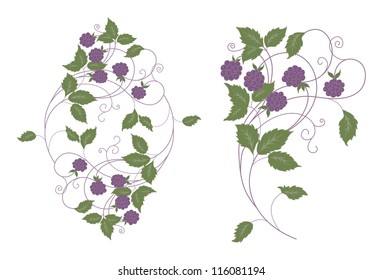 some wood berries with leaves on white background