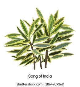 Song of India's vector illustration isolated on white background