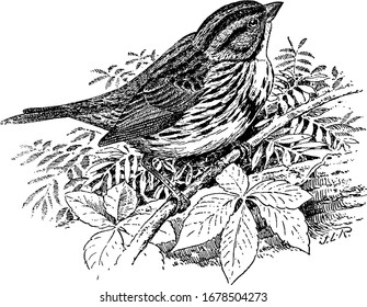 The song sparrow is a medium-sized bird that has a brown cap and a long brown rounded tail and face is grey with a streak through the eye, vintage line drawing or engraving illustration.