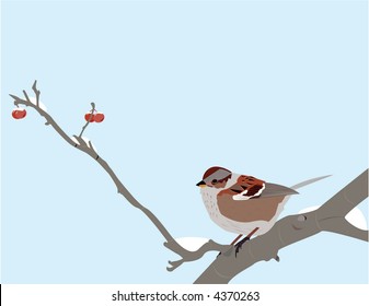 Song sparrow in winter