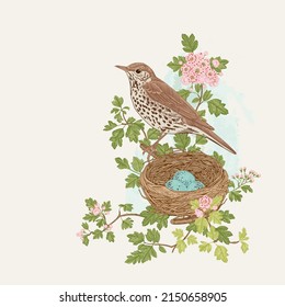 The Song Thrush is in Hawthorn blossom bushes. Bird and nest. Vector vintage classic composition. Spring season 