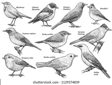 Songbird collection, illustration, drawing, engraving, ink, line art, vector