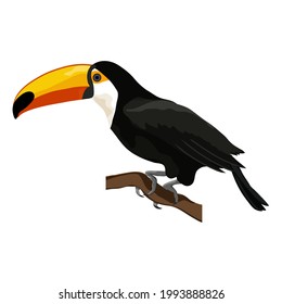 A songbird sits on a branch. Australia exotic bird toucan hand drawn realistic. Vector isolated illustration on white background.