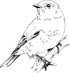 Songbird Sitting On A Branch, Hand-drawn, Realistic