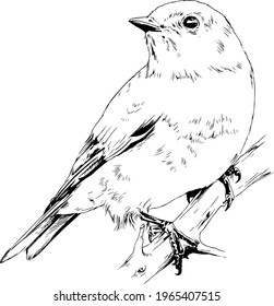 Songbird Drawing Images Stock Photos Vectors Shutterstock