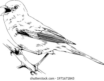 songbird sitting on a branch, hand-drawn