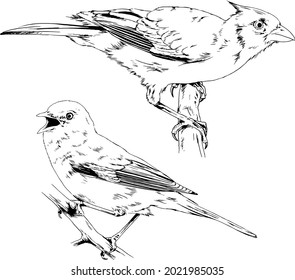 songbird sitting on a branch, hand-drawn