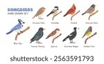 Songbirds cartoon clipart set. Blue jay, robin, chickadee, red cardinal, common starling, Australian magpie, sparrow, Gouldian finch vector illustrations in flat style. Hand-drawn wild animals concept