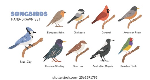 Songbirds cartoon clipart set. Blue jay, robin, chickadee, red cardinal, common starling, Australian magpie, sparrow, Gouldian finch vector illustrations in flat style. Hand-drawn wild animals concept