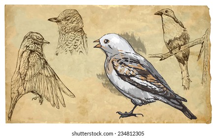 SONGBIRDS. Collection of an hand drawn illustrations (originals, no tracing). Drawings are editable in layers and groups. The color layers are separated.