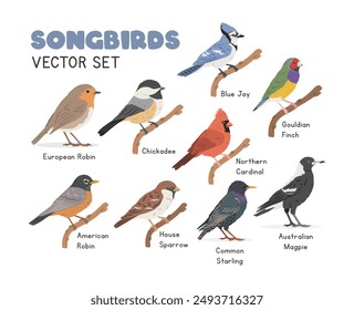 Songbirds vector illustration set, cartoon clipart in flat style. Sparrow, blue jay, Northern cardinal, American robin, European robin, common starling, chickadee, Australian magpie, Gouldian finch