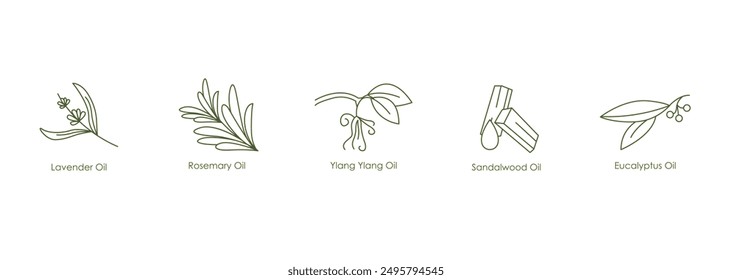 Soothing Oils Vector Icons: Lavender, Rosemary, Ylang Ylang, Sandalwood