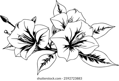 A sophisticated black and white vector illustration of hibiscus flowers in detailed line art style. This elegant design features three blooming hibiscus flowers with intricate petal details, stamens, 