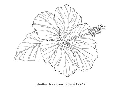 "Sophisticated Simplicity: Linear Illustration of a Tropical Flower"