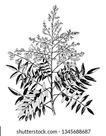 Sophora japonica is a genus of tree, also called Japanese pagoda tree or Chinese scholar tree, and is native to China and Korea. The leaves of the tree are dark green and flowers are white, vintage 