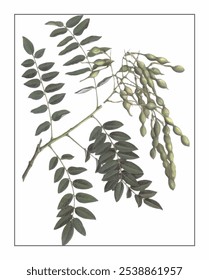 Sophora japonica, hand-painted floral and botanical painting, hand-painted herbal painting, natural herbs.