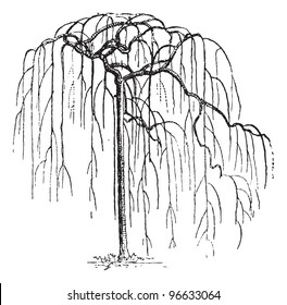 Sophora Japonica or Japanese pagodatree (Styphnolobium japonicum),