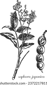 sophora japonica, medicinal plant, medicinal herbs, black and white design, nature, flower, drawing, black, symbol, sketch, floral, forest, summer, spring, софора японская