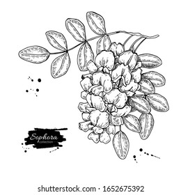 Sophora Japonica vector drawing. Hand drawn botanical branch with flowers and leaves. Engraved illustration of cosmetic and medical herb. Sketch of plant