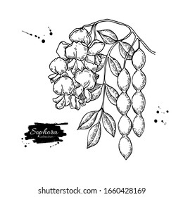 Sophora Japonica vector drawing. Hand drawn botanical branch with flowers, pod and leaves. Engraved illustration of cosmetic and medical herb. Sketch of plant