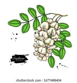 Sophora Japonica vector drawing. Hand drawn botanical branch with flowers, pod and leaves. Illustration of cosmetic and medical herb. Sketch of plant