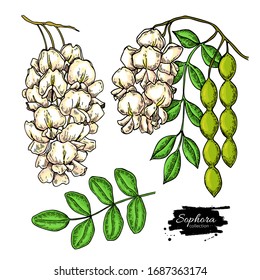 Sophora Japonica vector drawing. Hand drawn botanical branch with flowers, pod and leaves. Illustration of cosmetic and medical herb. Sketch of plant