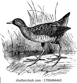 Sora Rail is a species of numerous bird of Europe, vintage line drawing or engraving illustration.