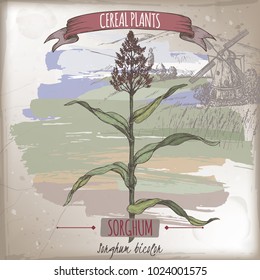 Sorghum bicolor color sketch with field landscape. Cereal plants collection. Great for bakery, agriculture, farming design.