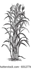 Sorghum bicolour or Sorghum vulgare or sorghum or Durra or Jowari or Sorghum japonicum, vintage engraving. Old engraved illustration of Sorghum bicolour. Trousset encyclopedia (1886 - 1891).