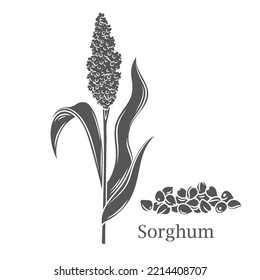 Sorghum cereal crop glyph icon vector illustration. Cut black silhouette grain plant with seeds and leaf on stalk spikelet, agriculture sorgho grass from field, sorgo organic harvest and Sorghum text