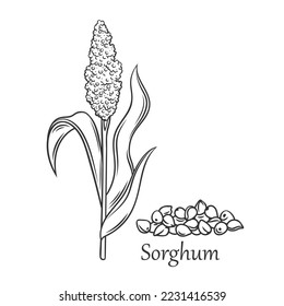 Sorghum cereal crop outline icon vector illustration. Line hand drawn grain plant with seeds and leaf on stalk spikelet, agriculture sorgho grass from field, sorgo organic harvest and Sorghum text