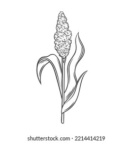 Planta de cultivo de cereales Sorghum, ilustración del vector de icono de contorno. Planta de grano de labranza con semillas y hojas en espigas de tallo, pasto de sorgo agrícola de campo, sorgo cosecha orgánica