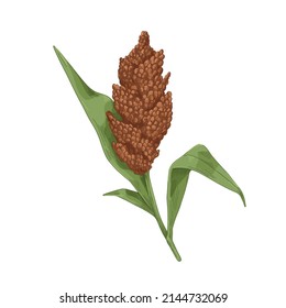 Sorghum, field plant with flower, grains. Vintage botanical drawing of blooming cereal crop with seeds, leaf. Realistic detailed hand-drawn vector illustration isolated on white background.