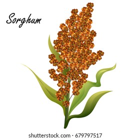 Sorghum (gaoliang, durra, milo, hegari, jowari, Sorghum bicolor). Dibujo manual de ilustraciones vectoriales realistas de planta de sorgo verde con semillas marrones aisladas en fondo blanco. 