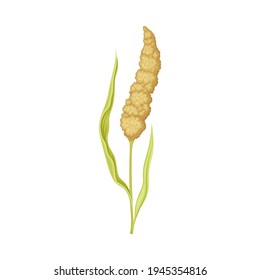 Sorghum as Grain Crop or Cereal Specie and Cultivated Grass on Stalk with Inflorescences Vector Illustration