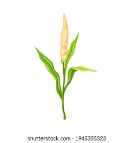 Sorgho sous forme d'espèces de cultures céréalières ou de céréales et d'herbe cultivée sur un échalon avec des florescences Illustration vectorielle