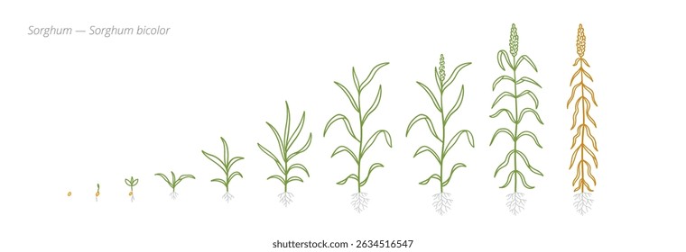 Sorghum Growth Stages Vector Illustration