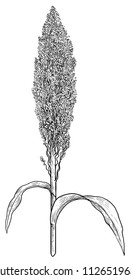 Sorghum illustration, drawing, engraving, ink, line art, vector