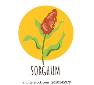 Sorghum isolated concept. Vector graphic design illustration