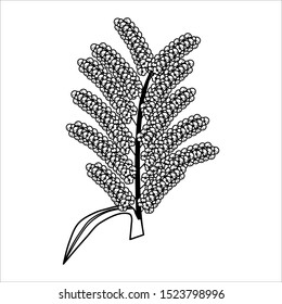 sorghum line art, black and white, vector
